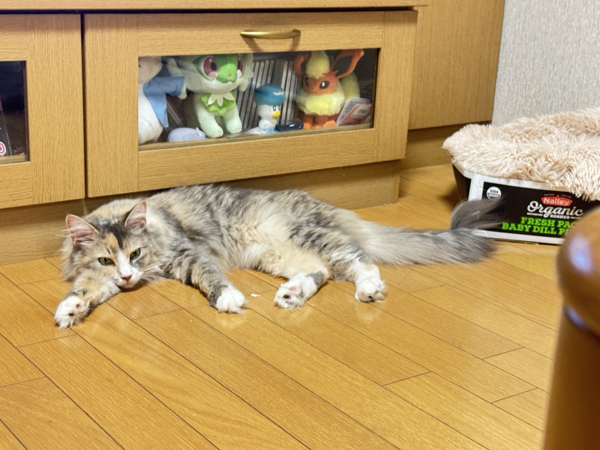 Zu0047's tweet image. かわちかったねねこち～の定期