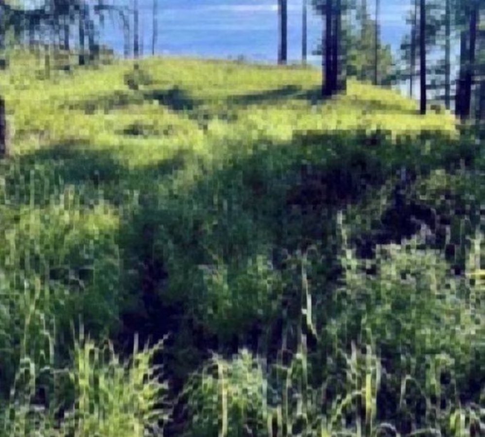 Зуны сүүл сарын шинийн 5-ны Дашнямтай өдрийн мэндээ