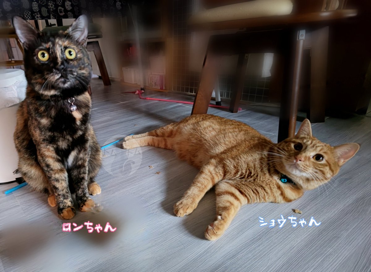 おはようございます😽
7️⃣月2️⃣9️⃣日 世界トラの日
うちのトラちゃんです...😸🐯

#sippoわんにゃんアクション7月
（🗓️7/30まで）
#保護猫を家族に