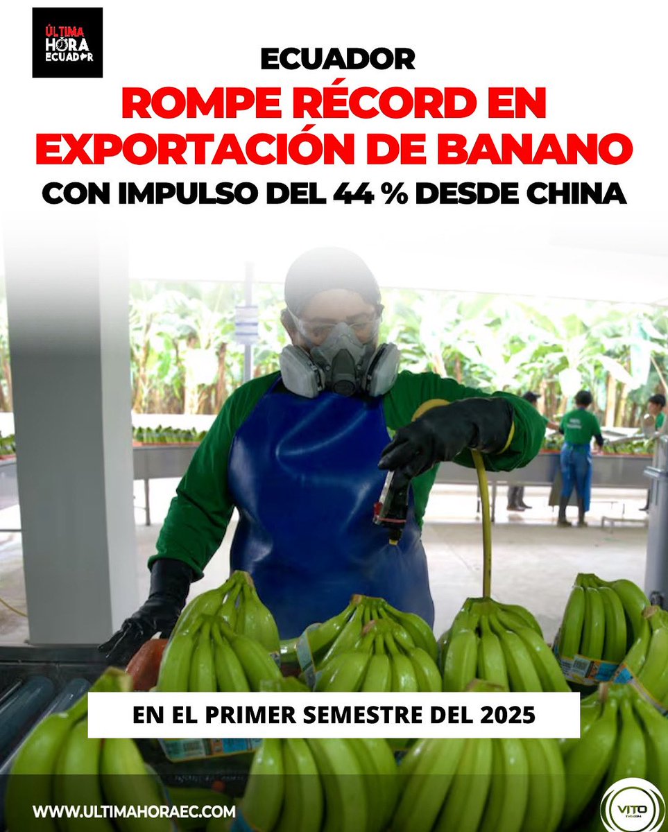 UltimaHoraEC_'s tweet image. El principal motor de este aumento fue el mercado chino, que incrementó sus compras en un notable 44 %, posicionándose como el quinto destino más importante para la fruta ecuatoriana.
Además, desde el Puerto Marítimo de Guayaquil, Contecon reportó un alza del 14 % en envíos..