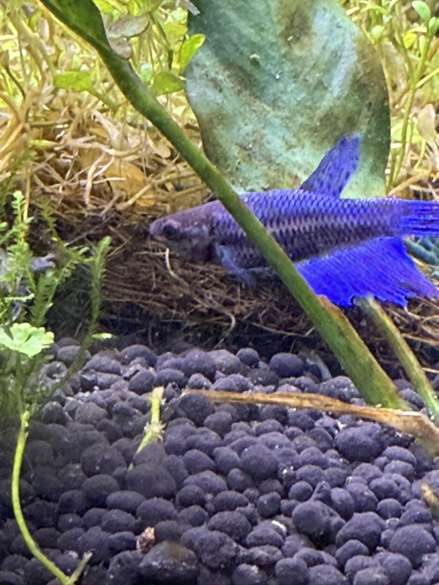 AlkeshOne tweet media