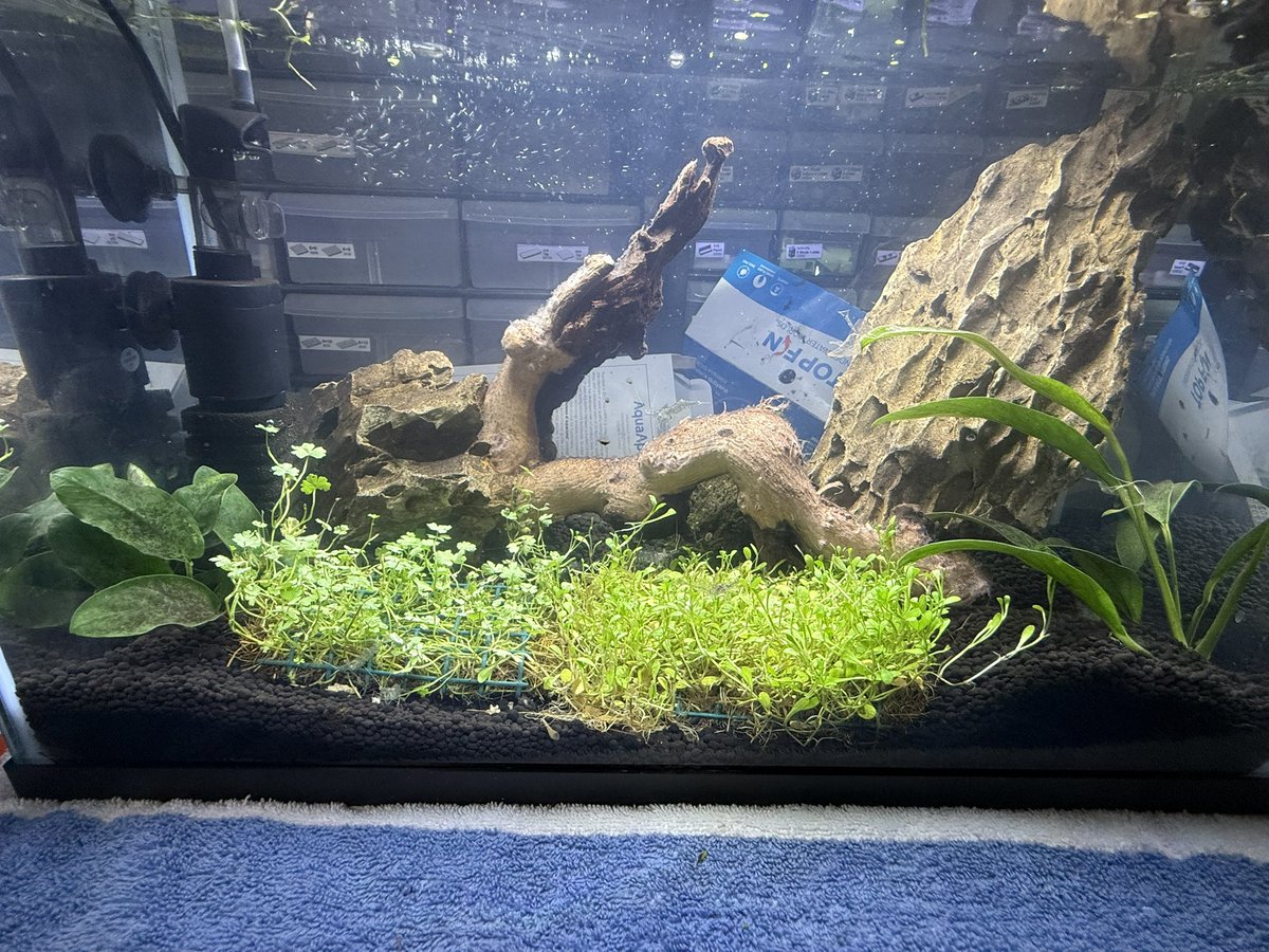 School starts back soon, I have been working on setting up two planted aquariums to help with this school year. More videos on my Instagram.