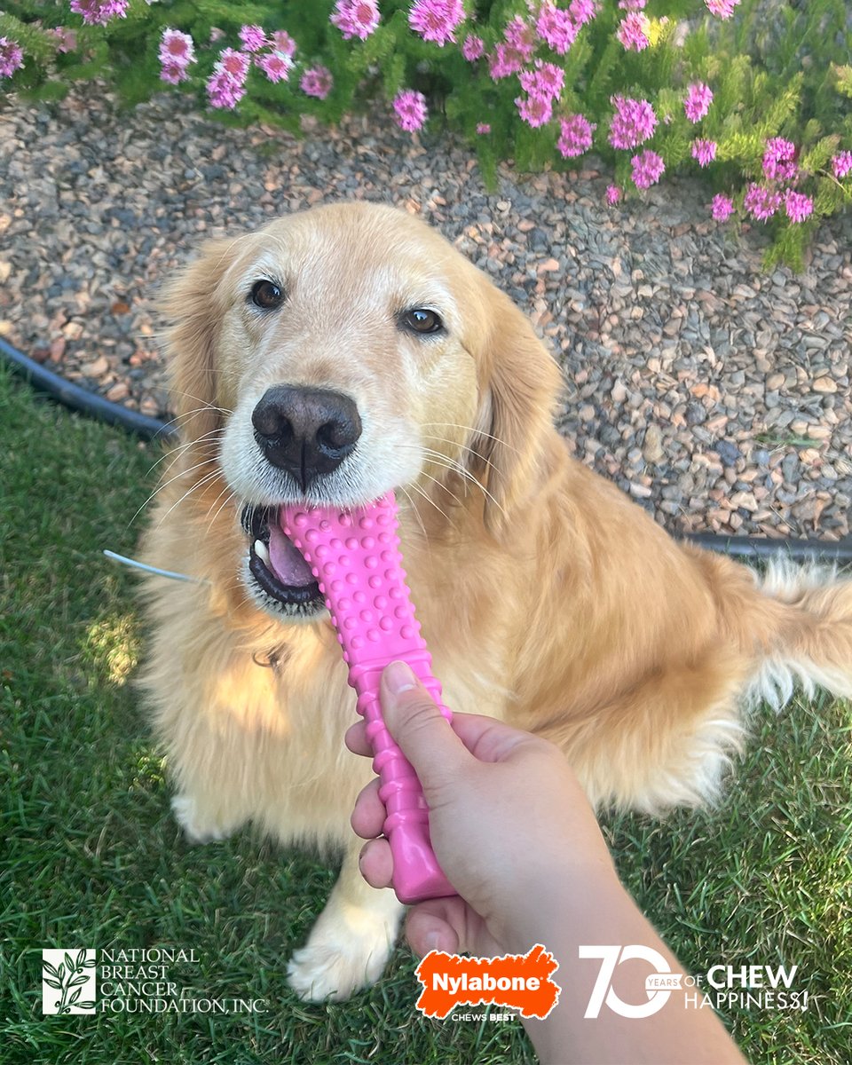 Pretty in pink...and making a difference! 💕 For every special pink bone sold, we donate $1 to our friends at <a href="/NBCF/">NBCF</a>. Grab yours at @Amazon, <a href="/Walmart/">Walmart</a>, <a href="/Chewy/">Chewy</a>, and <a href="/Petco/">Petco</a>.

#Nylabone #dogtoys #dogchewtoys #amazon #walmart #chewy #petco