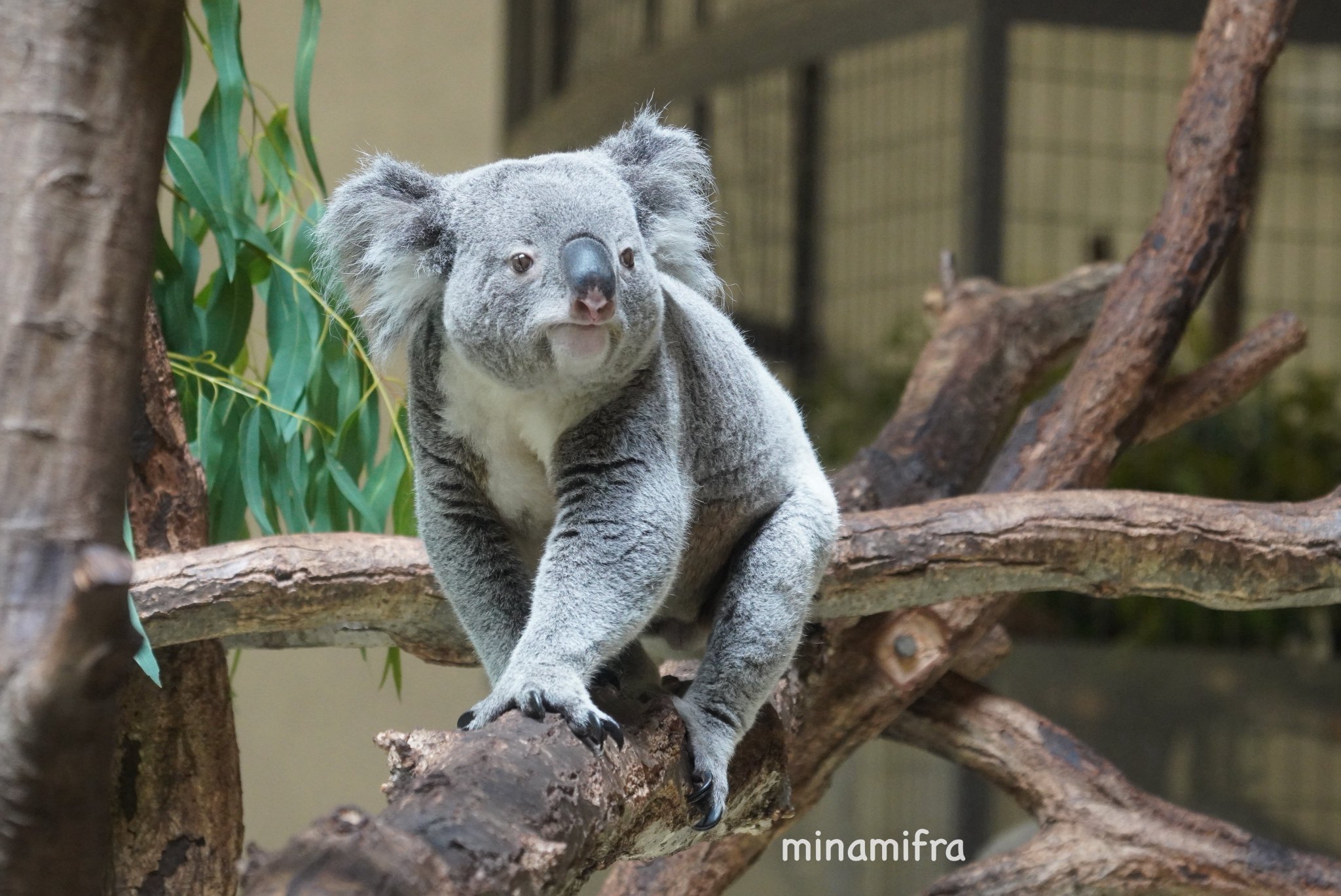 草木と小さな動物 みなみ on X: 