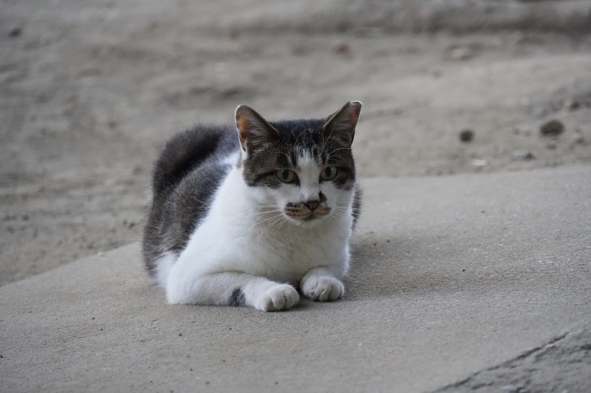 神社境内の猫ちゃん　2025.07.29
其の一
①レイが参道でお出迎え　おはよう
②タラママは社殿前で　おはよう
③チャチャおはよう
④ご飯頂戴とレイがお稲荷様の参道で催促の顔😅