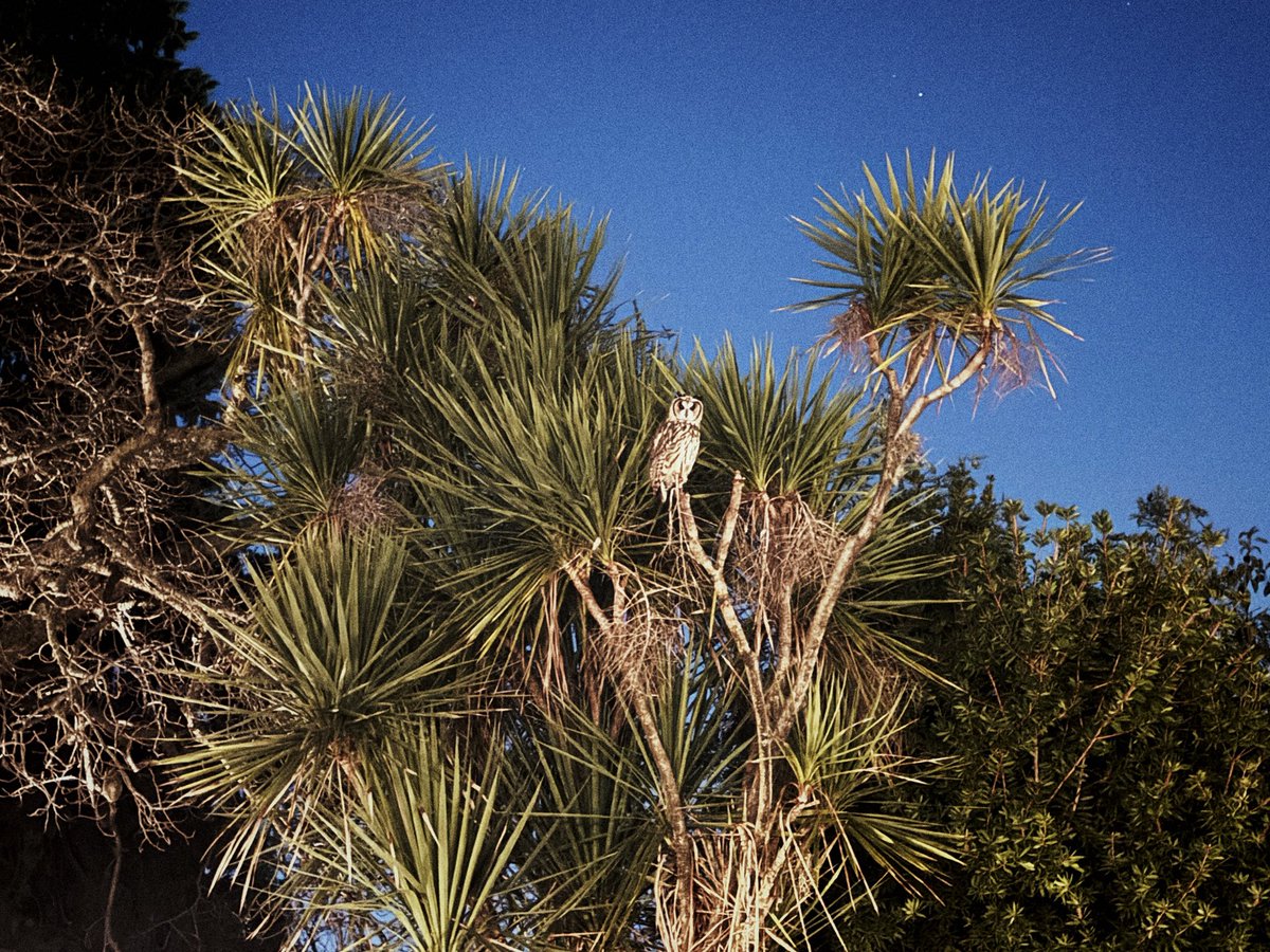 Best shot I could get of an owl visiting the garden.

It's ooooonlyyy forever
Not long at all
Lost and lonely
That's underground
Undergrooooouuund