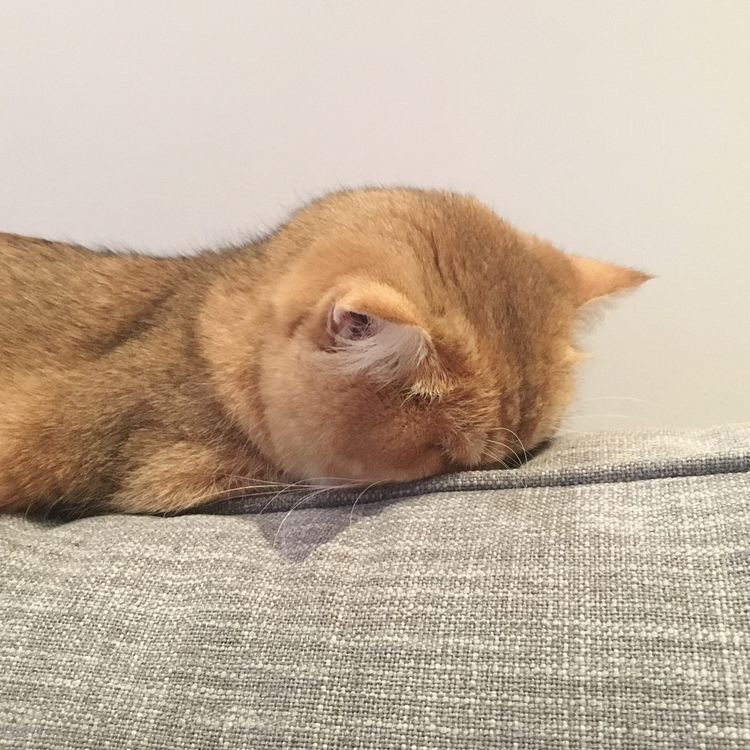 singeurae's tweet image. 주말에 익산 고구마 모짜렐라 결국 먹었는데..
음 역시 맥날은 1955다 😂