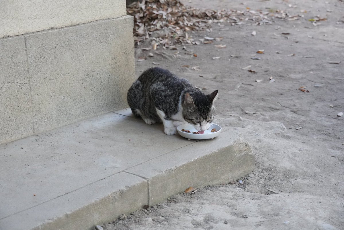 神社境内の猫ちゃん　2025.07.29
其のニ
①マメコ　おはよう
②~③ ご飯を食べるマメコを見守るパパ
見守り方も日々変わる😅
④パパもしっかり残りを食べる😅