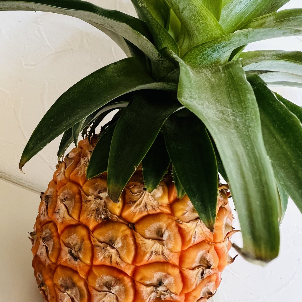 Co22Maru's tweet image. おはよう🍍