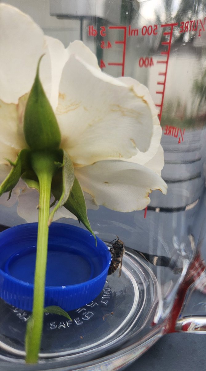 KathleenEdge's tweet image. I found a little bee with an injured leg. It's resting now after some sugar water and safe place to be.