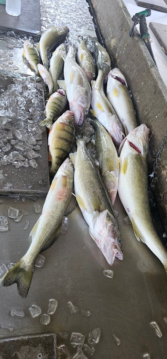 Day 3 of Lake Erie western. All casting.