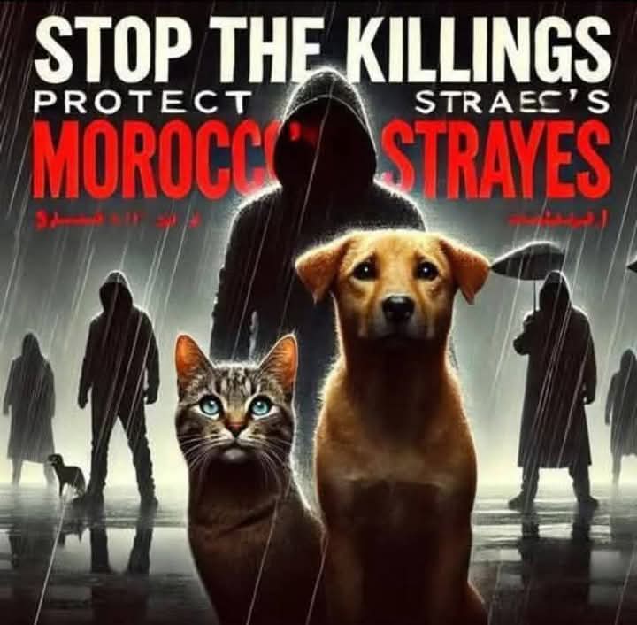 A massage to Moroccan's authorities