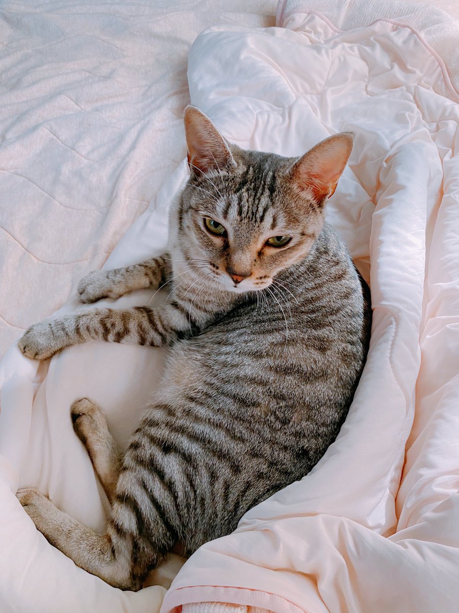 soraco0911's tweet image. 起きたら足元にいるむぎちゃん
まだ眠そう