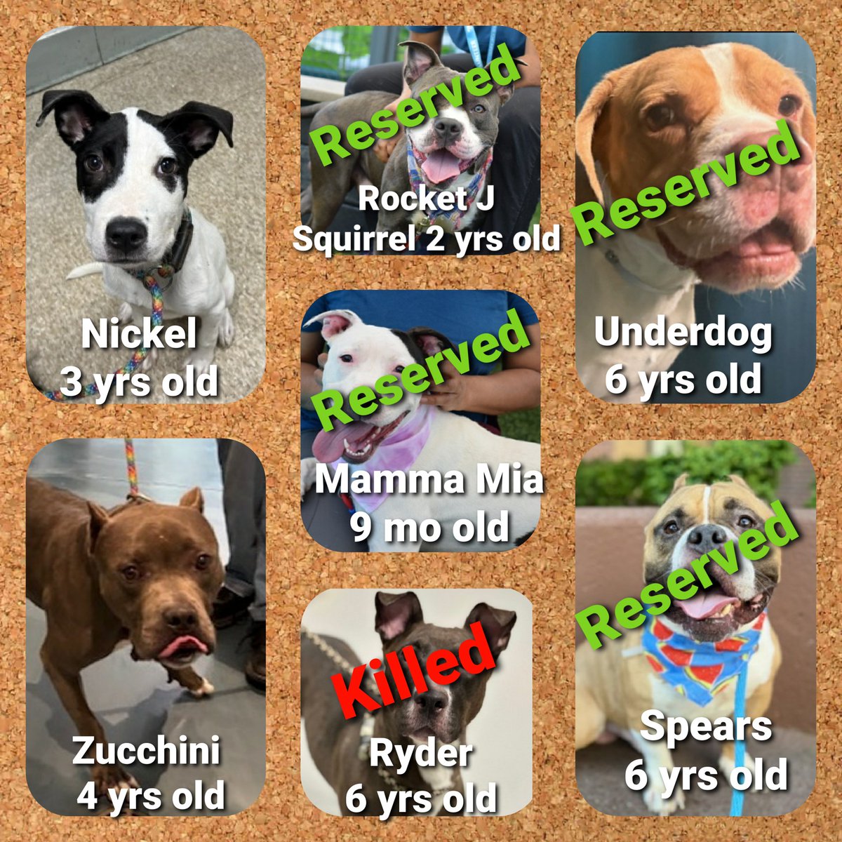 TAP Pledge Totals 
#PLEDGES #NYCACC 
#MorgFairsDogs 

Kill Commands
Nickel $235
Zucchini $310