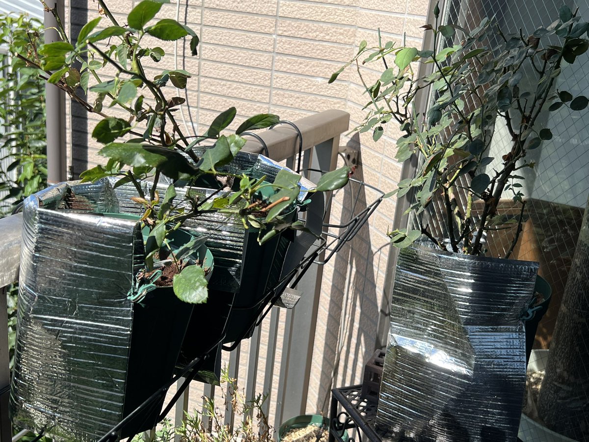 RinkoWaters's tweet image. いや、お恥ずかしいのだけど療養中のバラ。一時期葉っぱがほとんど落ちて枝もだいぶダメになって切ったので情けなく格好悪い。でも保冷バッグ巻いたら葉っぱが出てきたので良かったんだと思う。
養生させます😭