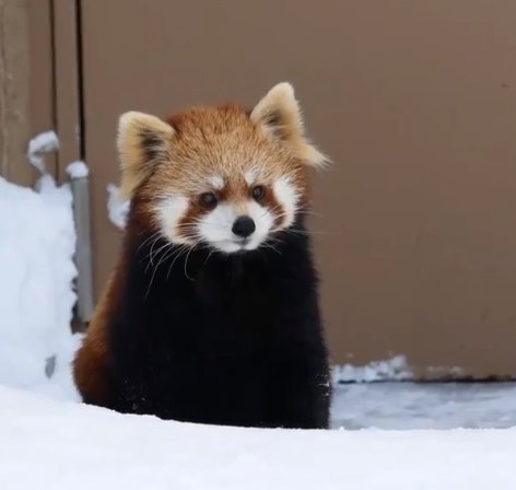 HourlyWah's tweet image. [🔗](api.tinyfox.dev/hourly/wahs/ph…)