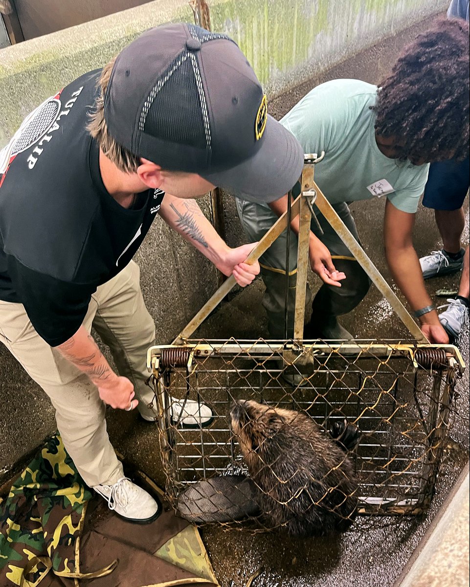 First Nations (@fndi303) on Twitter photo This month, Native American Fish and Wildlife Society (<a href="/native_wildlife/">Native American Fish and Wildlife Society</a>) co-hosted a Beaver Relocation Workshop with Tulalip Tribes Attendees learned about the beaver relocation process, including how to set traps and conduct beaver habitat suitability analyses. This month, Native American Fish and Wildlife Society (<a href="/native_wildlife/">Native American Fish and Wildlife Society</a>) co-hosted a Beaver Relocation Workshop with Tulalip Tribes Attendees learned about the beaver relocation process, including how to set traps and conduct beaver habitat suitability analyses.