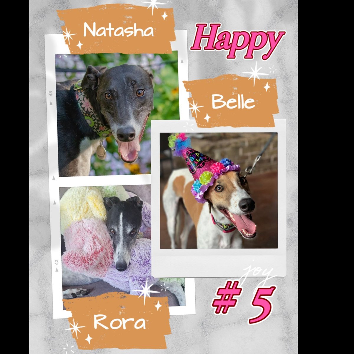 Happy 5th birthday to Peggy's puppies—pictured: Natasha, Belle, and Rora! 🎉 #greyhounds