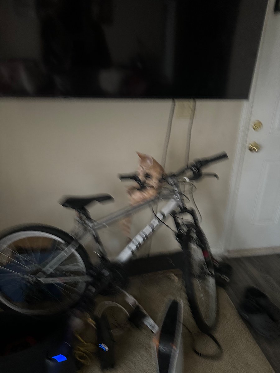 DjSliinkNJ's tweet image. Not sure why my cat thought he can ride a bike but here we are .
Also found out he was in fact a boy 2 months after the fact 😂🤦🏽♂️
