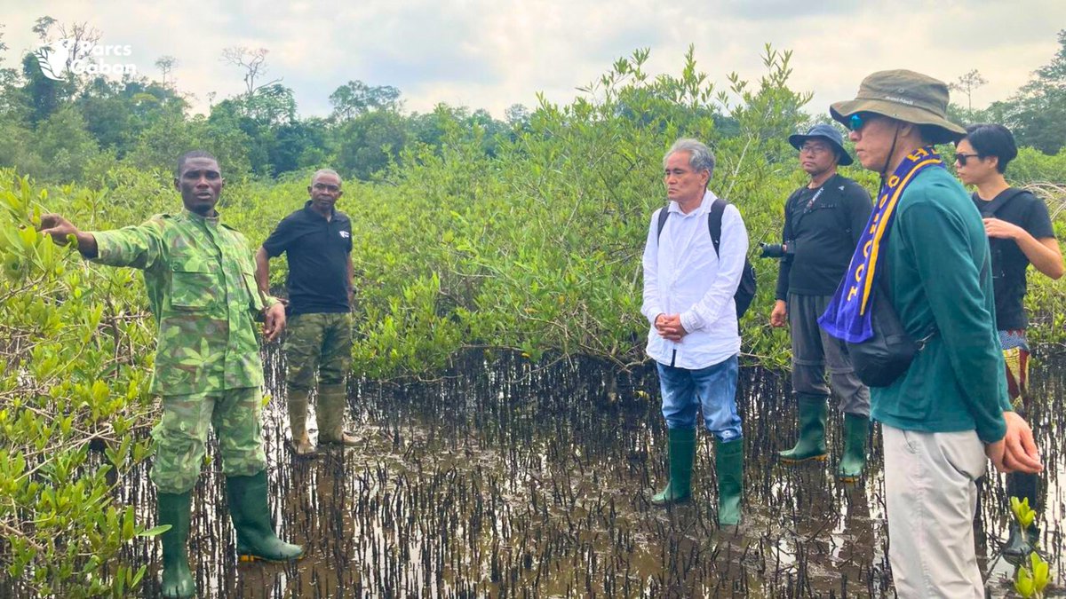Parcs_Gabon's tweet image. 🇯🇵🤝🇬🇦Coopération en action au #ParcAkanda!
S.E.M Shuji NOGUCHI, Ambassadeur du Japon au #Gabon, a visité le site #ECOLOGIC, projet d’écotourisme communautaire financé par la #JICA.
2 plateformes de tentes installées
Formations d’écoguides en cours
Un modèle de #TourismeDurable !
