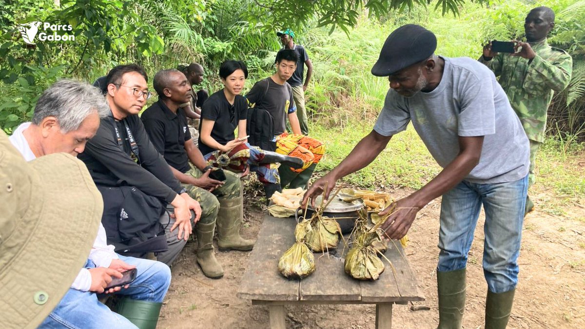 Parcs_Gabon's tweet image. 🇯🇵🤝🇬🇦Coopération en action au #ParcAkanda!
S.E.M Shuji NOGUCHI, Ambassadeur du Japon au #Gabon, a visité le site #ECOLOGIC, projet d’écotourisme communautaire financé par la #JICA.
2 plateformes de tentes installées
Formations d’écoguides en cours
Un modèle de #TourismeDurable !