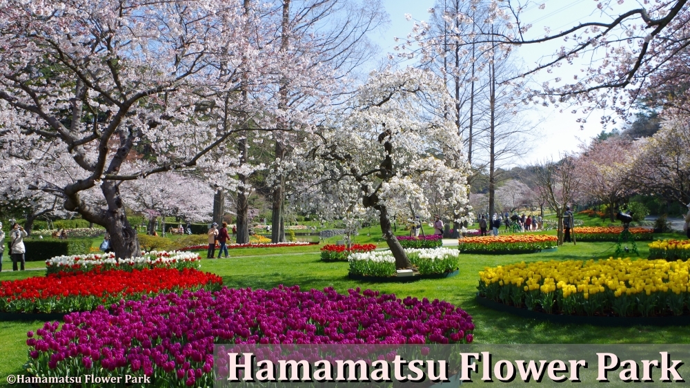 #MeetTheChangemakers: TSUKAMOTO Konami is Japan's first female tree doctor 🌳. She cares for trees all over Japan, and successfully transplanted massive, 130-year-old wisteria trees to Tochigi’s Ashikaga Flower Park, turning its declining fortunes around.