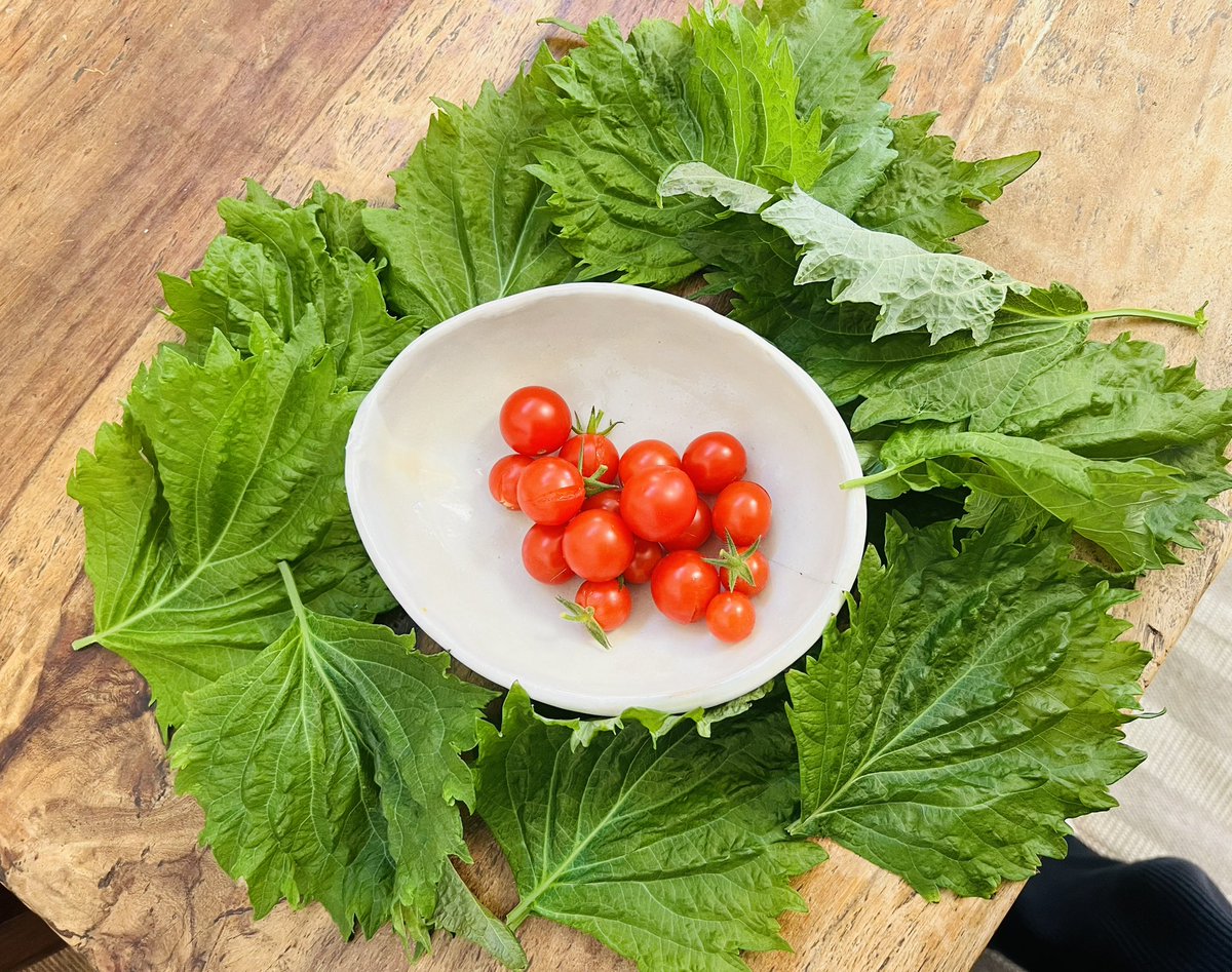 cloyu2024's tweet photo. 🌱Veranda Garden 野菜編
本日の夕食の一部
#zb園芸部
#🍅
#japanesebasil https://t.co/XyL0p3cdnY
