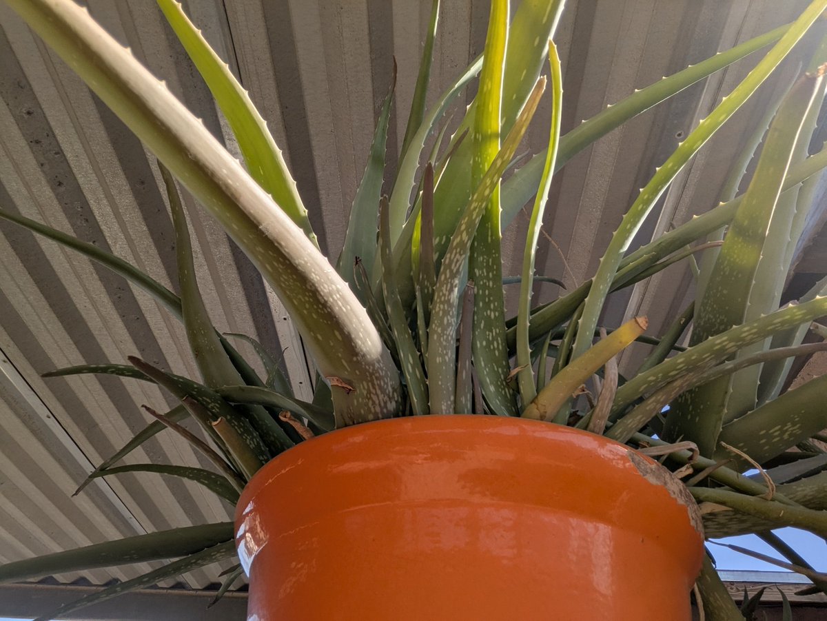 Growth