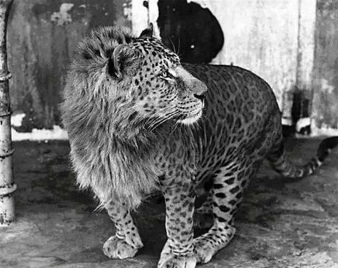 hmorneg's tweet image. لئوپون  Leopon
از پدری لئوپارد و مادری شیر