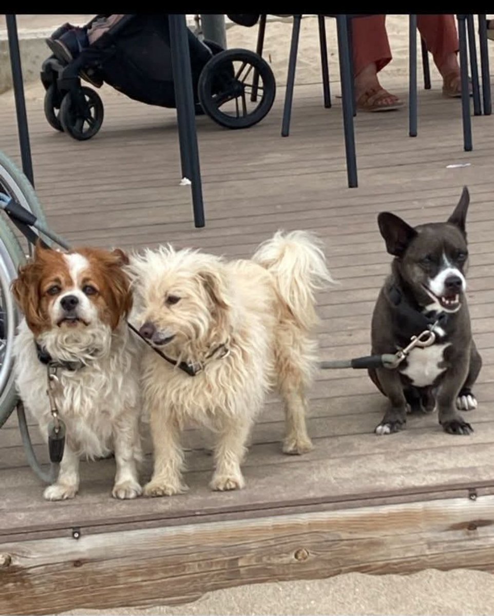 MarioliRm's tweet image. Songoan,Willy y Charlie buscan acogida conjunta
Han sido felices pero su dueño ha muerto y su dueña en la residencia.
Les gustan los mimos y pasear
Su familia no se hace cargo,pero si economicamente y que remos un hogar,no una protectora,te animas?
☎️ 620 484354/666 080262