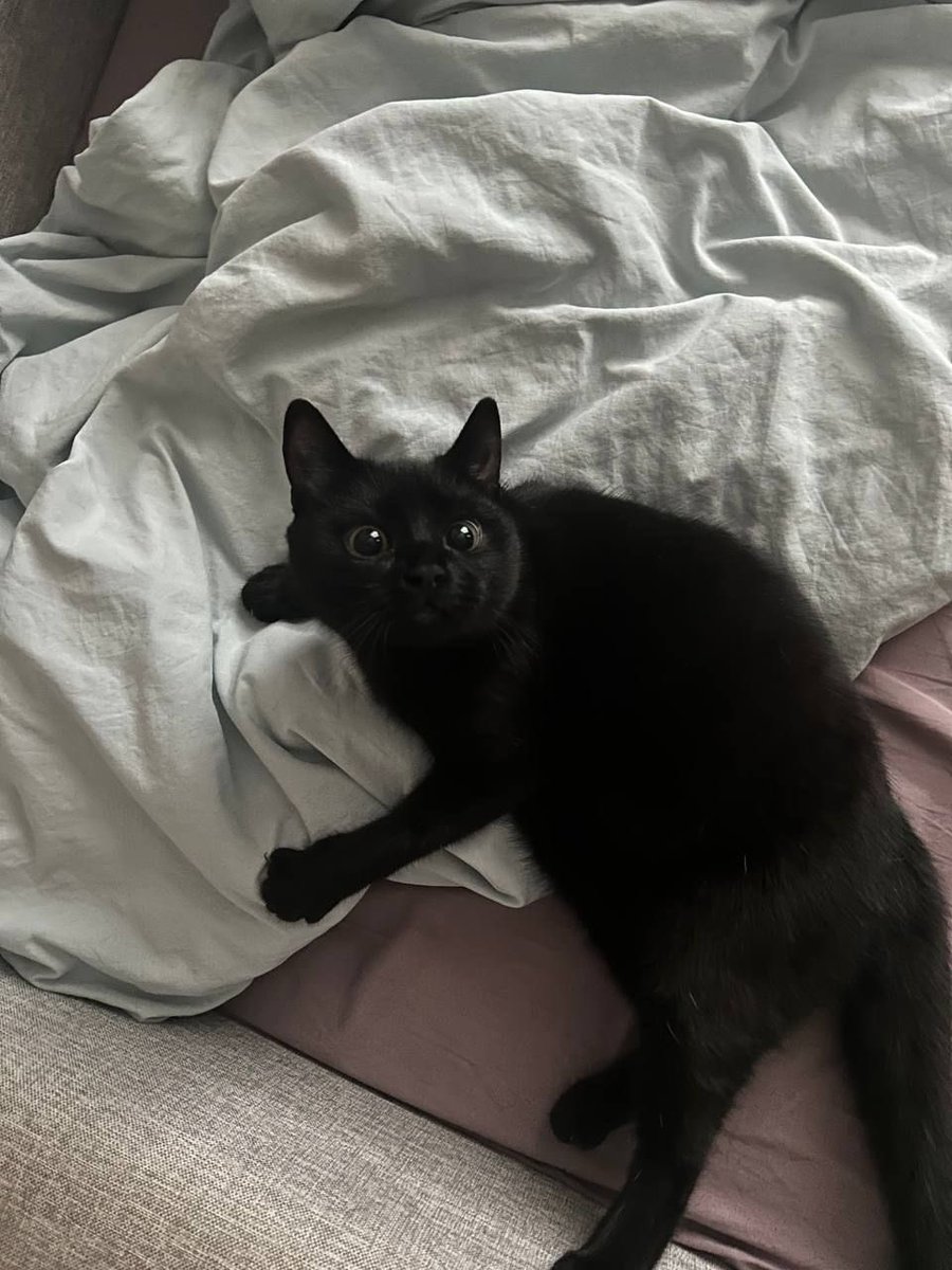 Black cats are not bad luck (@visualscat) on Twitter photo 