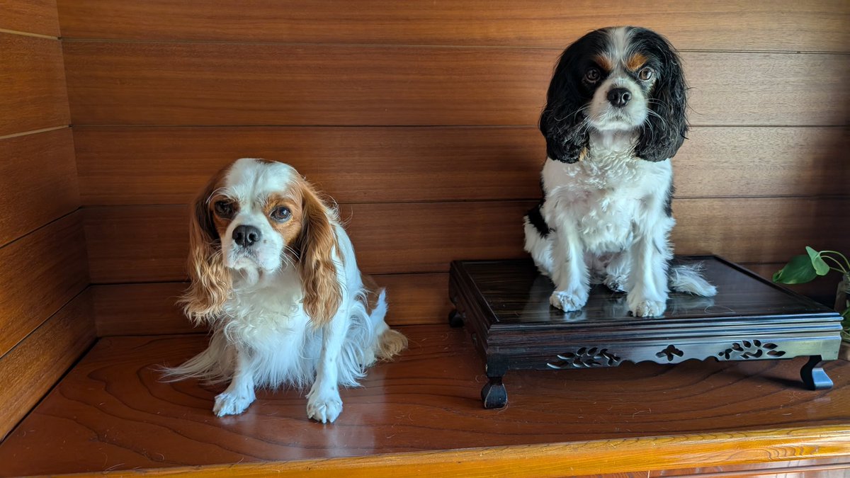 置物になってた🤣
チャイムが鳴ったと同時に吠えながら玄関へダッシュ🐶🐶💨
開けろ！開けろ！とばかりに大騒ぎ💥
玄関を開けられないくらい暴れるので、下駄箱の上へ強制避難🐶💢
お客さんが帰ったので、避難終了と横を見たら、ミルクちゃんが
💐花器台の上にちんまり座ってた🤣