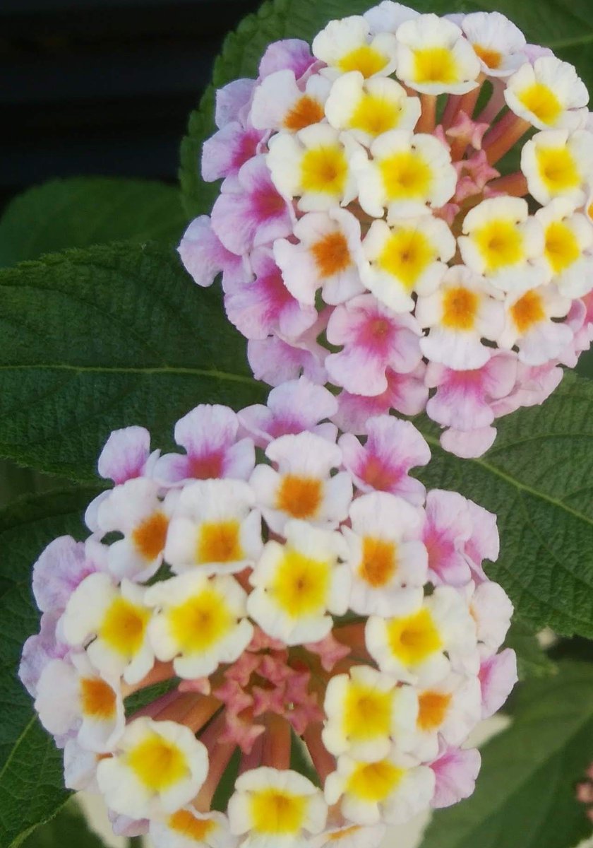 Nc0XyNNvDMPakeS's tweet image. おはようございます☺️💐
                            7月29日🌼火
今日もよろしくお願いいたします🙇
毎日猛暑🥵の中 熱中症に気を付けてお過ごしください😚🥤🍧🍉
笑顔溢れる健やかな一日になりますように😌🙏

強く美しい日本を取り戻す🌸🇯🇵
#がんばろう日本 
負けるもんかっ‼️✊😆