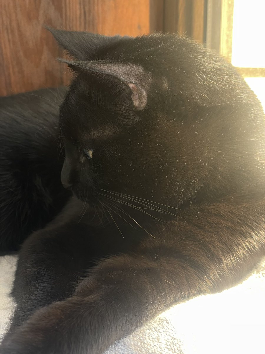So happy to have my happiness 
Best cat ever 
Love him so much

Today I told my mom that if I would have only cat in my life , I would travel the world with him 

My mom called me crazy and sick 🤣
She says I should focus on finding a partner in life , but not thinking about the