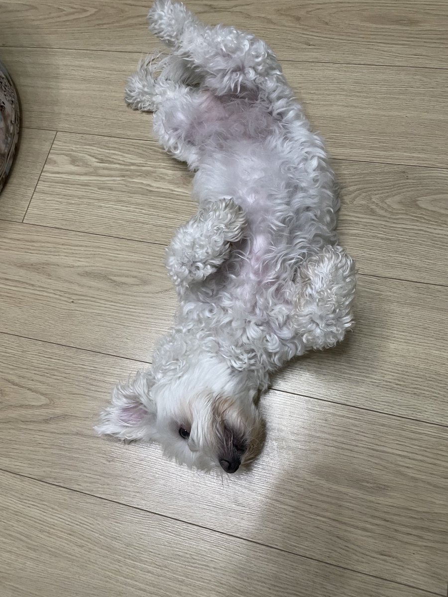AtakkGull's tweet image. Göbeğime göbeğime de gel klima😂