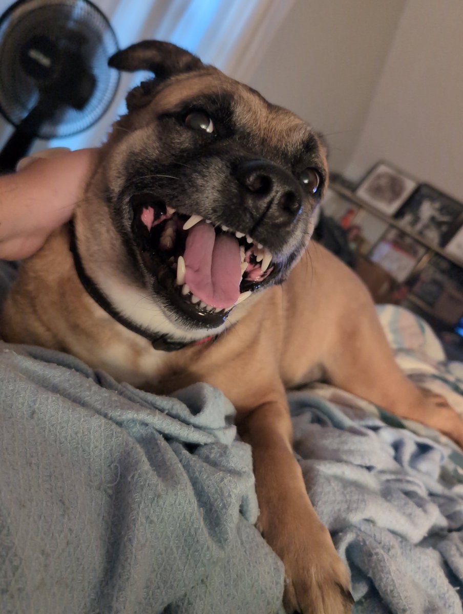 My dog is gonna be so upset when I try to cram her in an SSD.