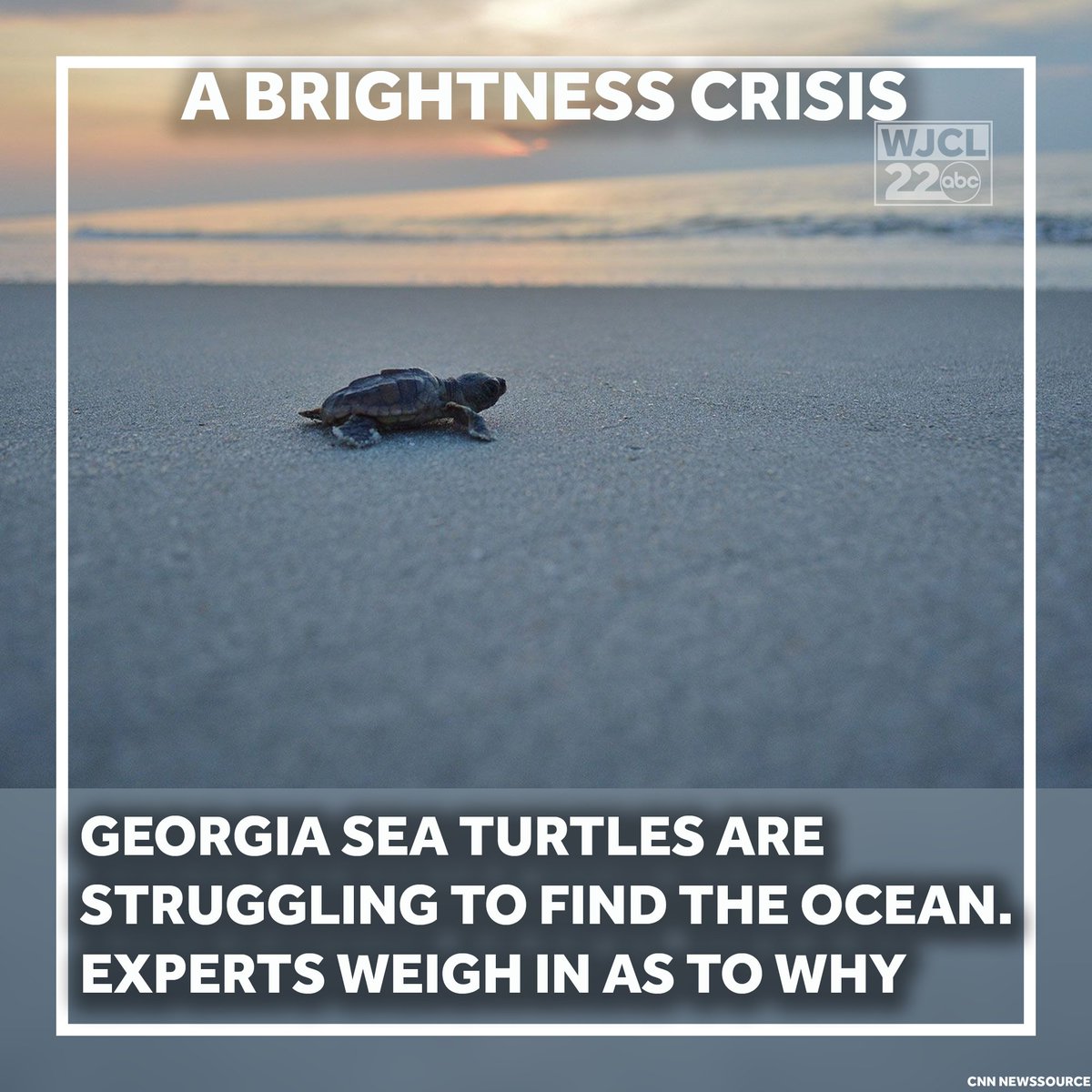 WJCLNews's tweet image. Instead of heading toward the sea, Georgia turtle hatchlings are being drawn miles inland, where they risk falling to predators or dying from exhaustion before they find the water. More info: wjcl.com/article/georgi…