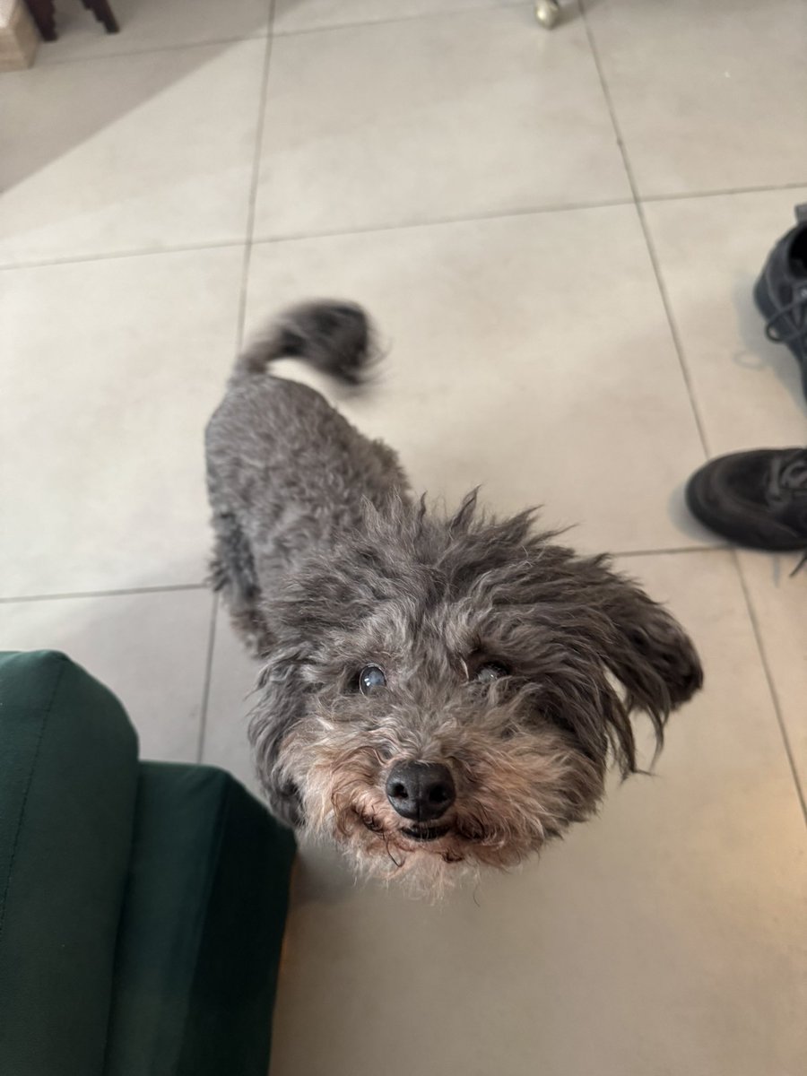 ValemCristaldo's tweet image. estoy cuidado a una caniche que vive con bear face y parece que siempre me está diciendo sos buto???