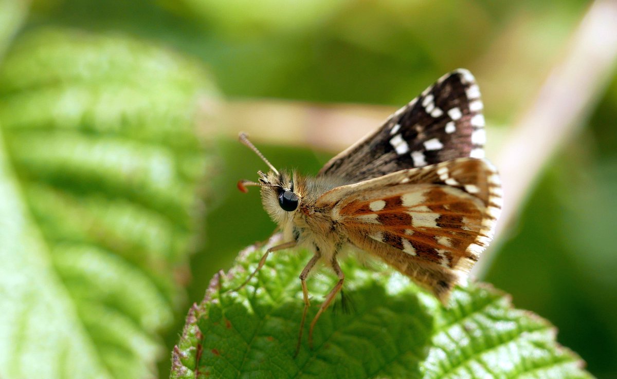 Found a good site for Cinquefoil Skipper (P cirsii) in SE France today. With such a beautiful red underside you can understand the Dutch name Rood spikkeldikkopje ('Red Skipper').
