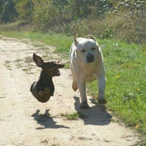 BastianGct's tweet image. Chien Volant Non Identifié 

#dogs #Dogslover