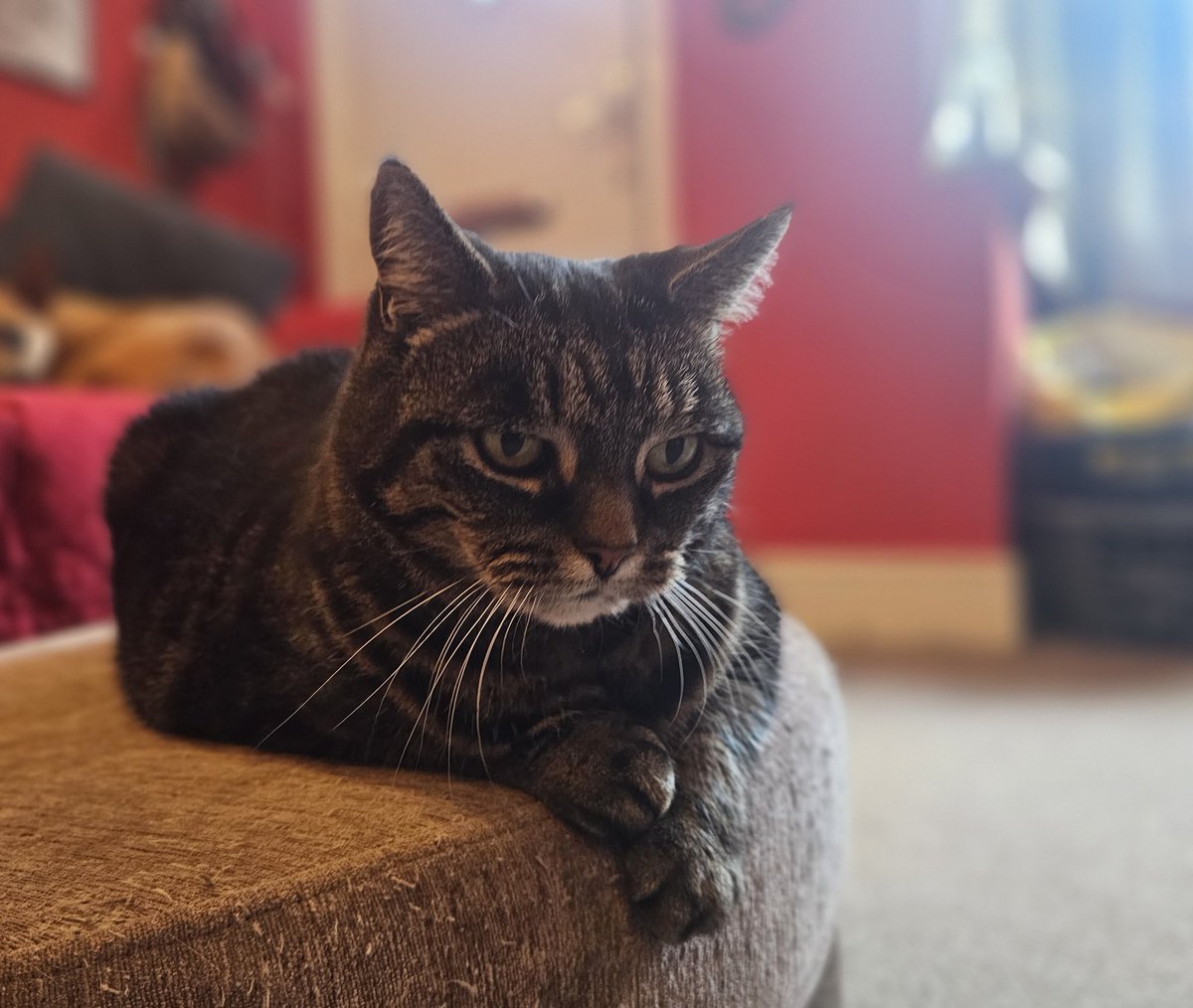 Home again with this lot 🥰