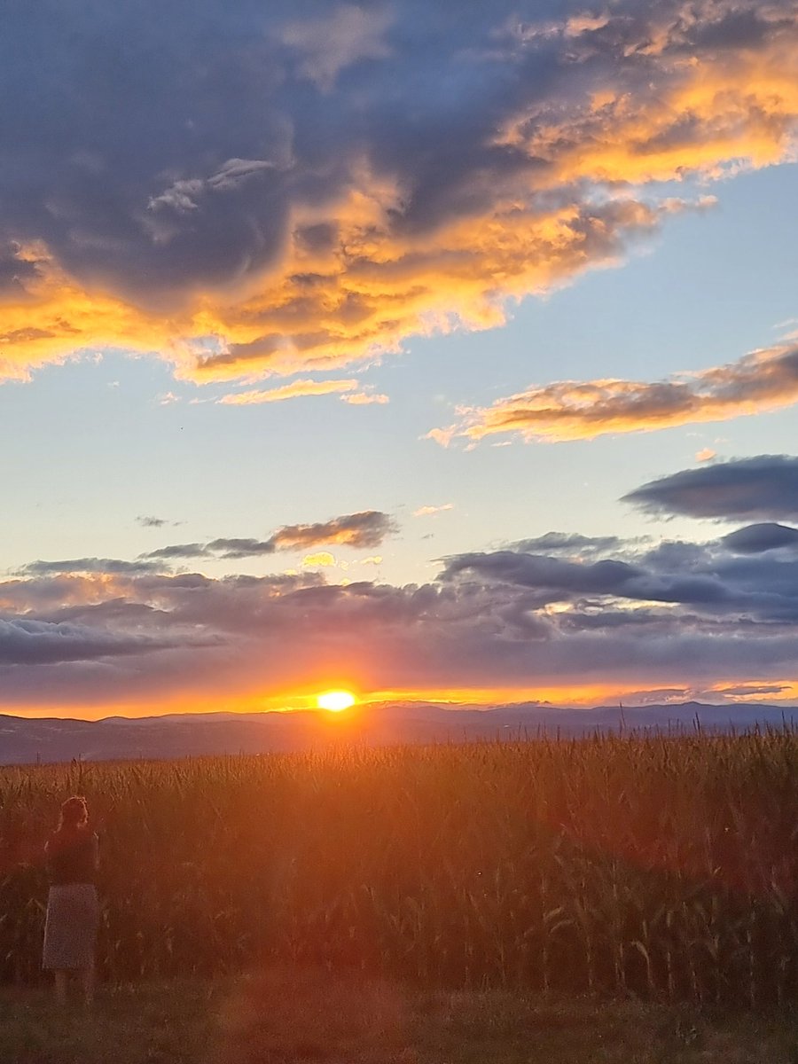 rickacrane's tweet image. Gn 🌄