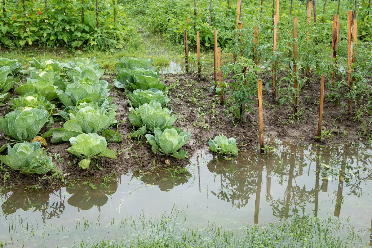 ISU_YardGarden's tweet image. Following a flood, the safest course of action is to discard all plants and produce from the garden. Biological and chemical contamination is of concern for edible crops.
Be the judge for your specific situation, but here are the details: go.iastate.edu/FFQYS1