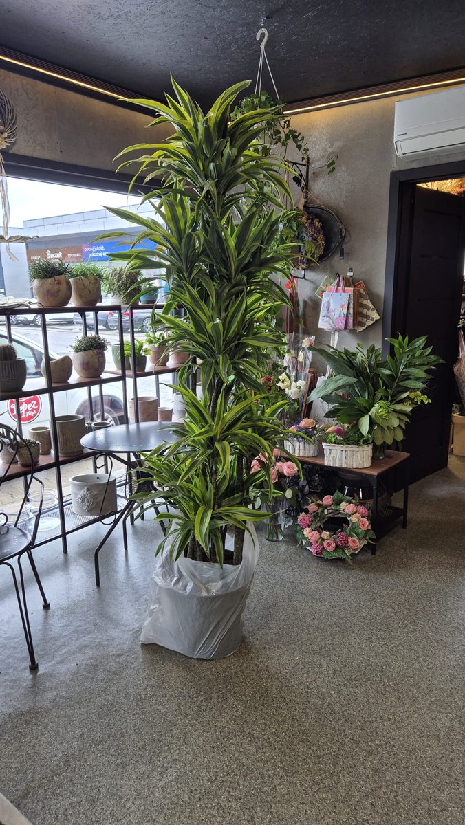 A oto kwiat dla Pani Prokurator <a href="/e_wrzosek/">e-wrzosek #FBPE🇪🇺🇵🇱🏳️‍🌈#FundamentalRights</a>  który dostarczymy w sierpniu z <a href="/BelinaWojciech/">Wojciech Belina</a> i kilkoma przyjaciółmi jak <a href="/Luke81_avgeek/">Luke_warszawiak</a> w imieniu Narodu Myślącego. Pani Ewo dziękujemy!