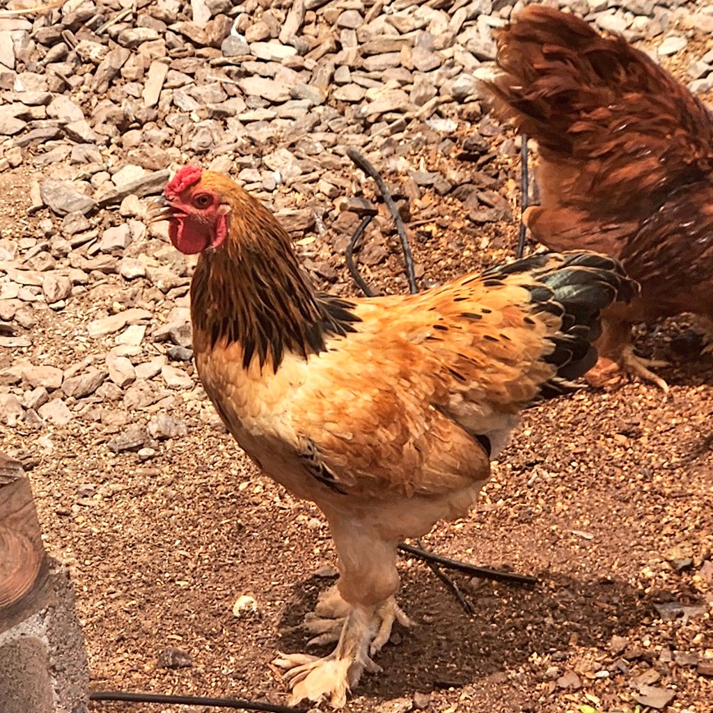 PilotGork's tweet image. Im giving away a Bantam Rooster.
If you want it, I'll try to fit it in a flat-rate shipping box.