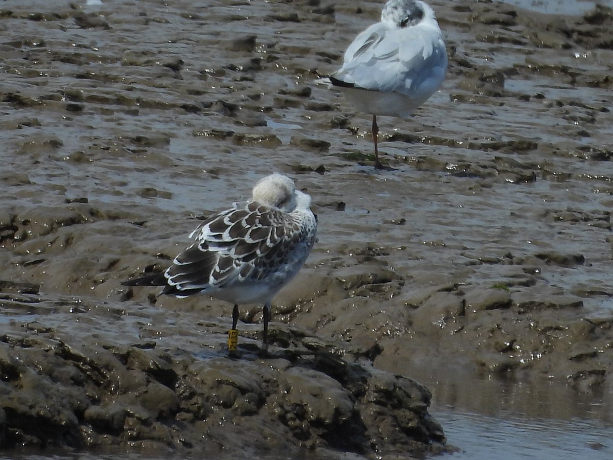 BirdIceni's tweet image. So far our first re-sighting of a Scolt Head ringed Mediterranean Gull pulli 2133 at Snettisham beach today, along with a few other CR birds seen, along with the usual bundle of colour ringed Black-tailed Godwits @_BTO @NENorfolkSufflk