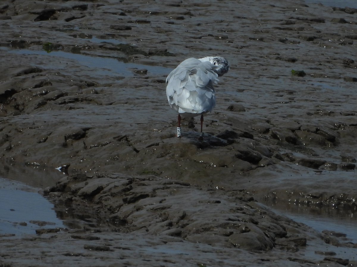 BirdIceni's tweet image. So far our first re-sighting of a Scolt Head ringed Mediterranean Gull pulli 2133 at Snettisham beach today, along with a few other CR birds seen, along with the usual bundle of colour ringed Black-tailed Godwits @_BTO @NENorfolkSufflk