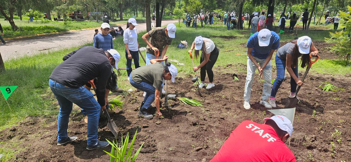 Medio Ambiente (@ambienteedomex) on Twitter photo Por instrucción de la Mtra. <a href="/delfinagomeza/">Delfina Gómez A.</a>, se llevó a cabo 10 Jardines de Refugio para Polinizadores y plantación de 400 árboles en el Parque Espejo de los Lirios, #CuautitlánIzcalli.
Con apoyo de 550 voluntarias y voluntarios de la empresa #RyderCapital y del Ayuntamiento. Por instrucción de la Mtra. <a href="/delfinagomeza/">Delfina Gómez A.</a>, se llevó a cabo 10 Jardines de Refugio para Polinizadores y plantación de 400 árboles en el Parque Espejo de los Lirios, #CuautitlánIzcalli.
Con apoyo de 550 voluntarias y voluntarios de la empresa #RyderCapital y del Ayuntamiento.