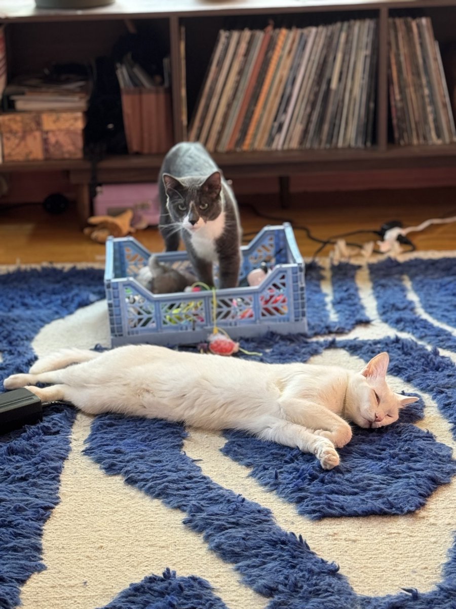mollywidstrom's tweet image. 