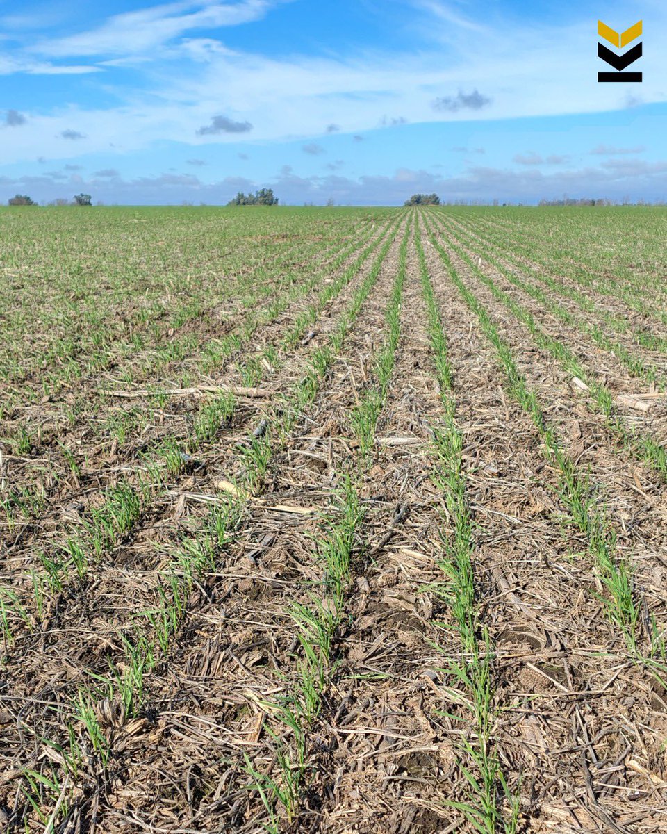 KLEIN LEYENDA 🌾

👉🏼 Ciclo Intermedio con requerimiento de frío, sano y rendidor🥇
🗓️Fecha de siembra 20/06
📍 Alberti (Buenos Aires)

#kleinsemillas #genéticaklein #campoargentino #criaderoklein #rinde #variedadesklein #siembra #cosecha